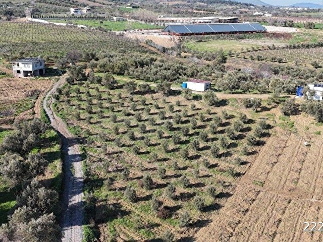 Akdeniz Emlaktan Satılık Şehzadeler ilç Sancaklıiğdecik 3600 m2 Bahçe - Görsel 2