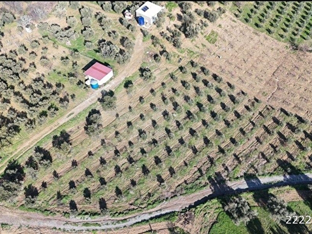 Akdeniz Emlaktan Satılık Şehzadeler ilç Sancaklıiğdecik 3600 m2 Bahçe