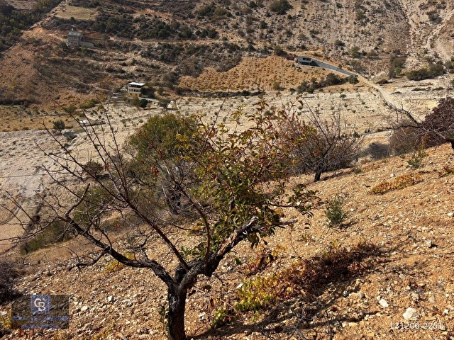 CBDEN DERELİ GÜZLEK MEVKİNDE TEK TAPU (2.463m2) SATILIK BAHÇE - Görsel 14