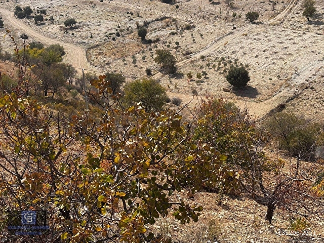 CBDEN DERELİ GÜZLEK MEVKİNDE TEK TAPU (2.463m2) SATILIK BAHÇE - Görsel 24