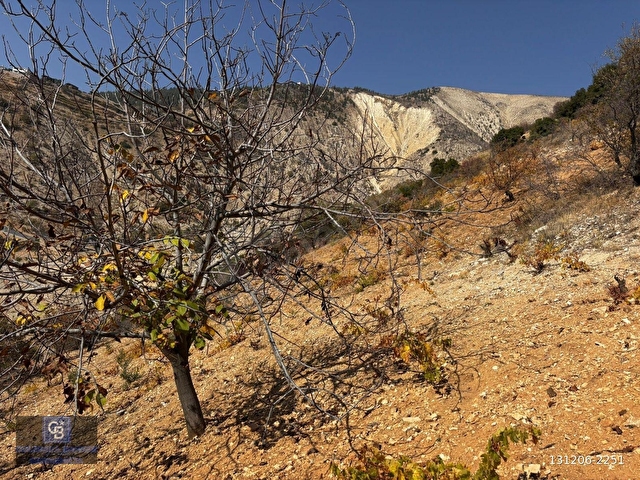 CBDEN DERELİ GÜZLEK MEVKİNDE TEK TAPU (2.463m2) SATILIK BAHÇE - Görsel 25