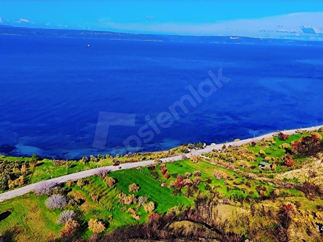 ÇANAKKALE İNTEPE DENİZ KENARI SATILIK ZEYTİNLİK - Görsel 3