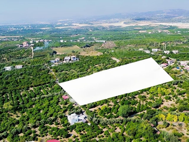 DAP QUALİTYDEN TÖMÜKTE YATIRIMLIK 7.500m2 LİMON BAHÇESİ