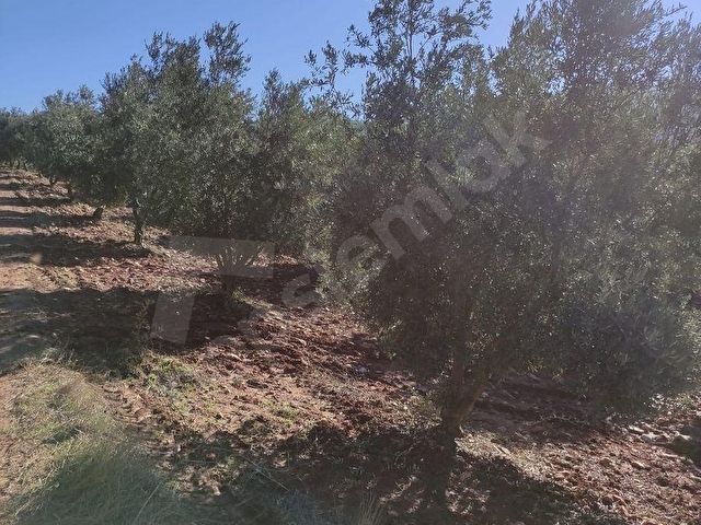 Karacasu Ataeymir Satılık