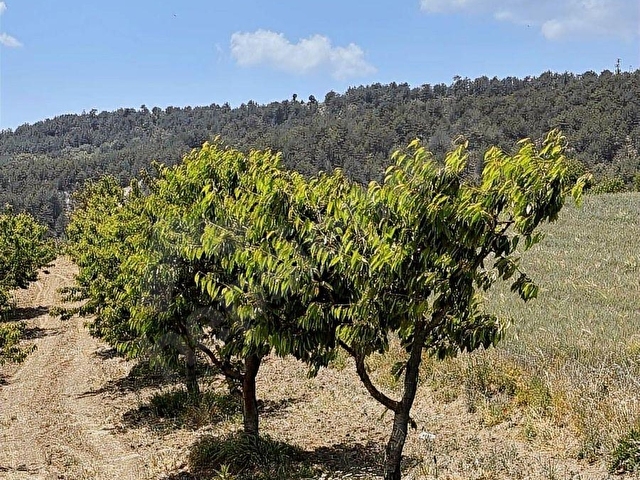 BİLECİK YENIPAZAR ESENKÖY YOLA CEPHE 4334m2 KÖY İÇİ İMARLI - Görsel 17