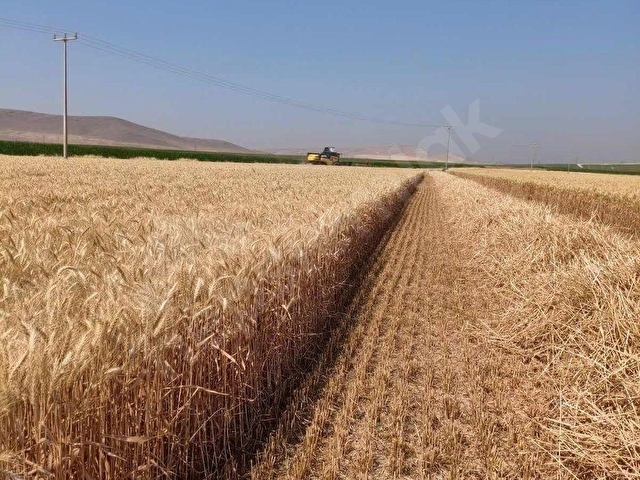 konya karapınar hasanoba mahallesi satılık tarla - Görsel 8