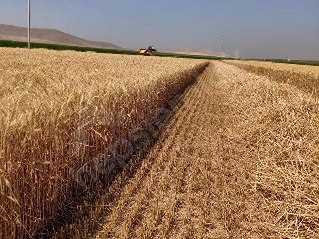 konya karapınar hasanoba mahallesi satılık tarla - Görsel 12