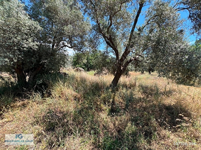 Menteşte Emsalsiz Fiyata 2700m² İmarlı Al-Kat karşılığına Ver - Görsel 13