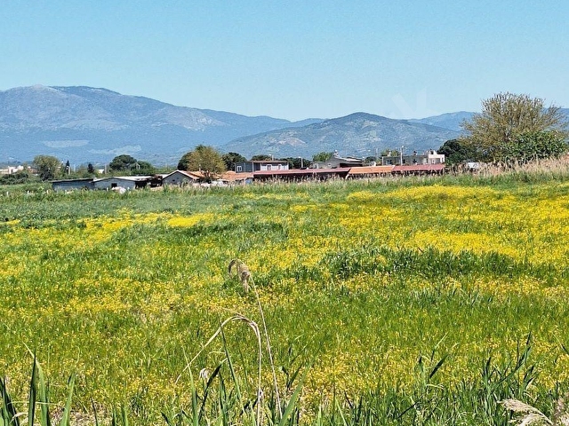 BALIKESİR EDREMİT BOSTANCI KÖYÜNDE SATILIK TARLA