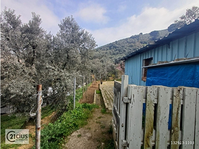 C21 Cius; Küçük Kumlada 1111m² Zeytinlik, Yapı Kayıtlı Ev - Görsel 6