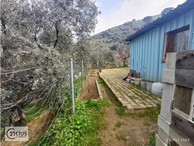 C21 Cius; Küçük Kumlada 1111m² Zeytinlik, Yapı Kayıtlı Ev - Görsel 18