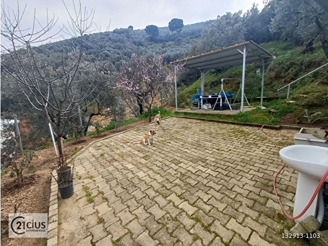 C21 Cius; Küçük Kumlada 1111m² Zeytinlik, Yapı Kayıtlı Ev - Görsel 23