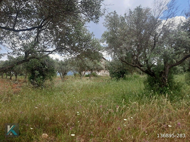Torbalı çapak ta 6097 metre kare satılık zeytinlik - Görsel 3