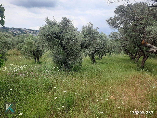 Torbalı çapak ta 6097 metre kare satılık zeytinlik - Görsel 5
