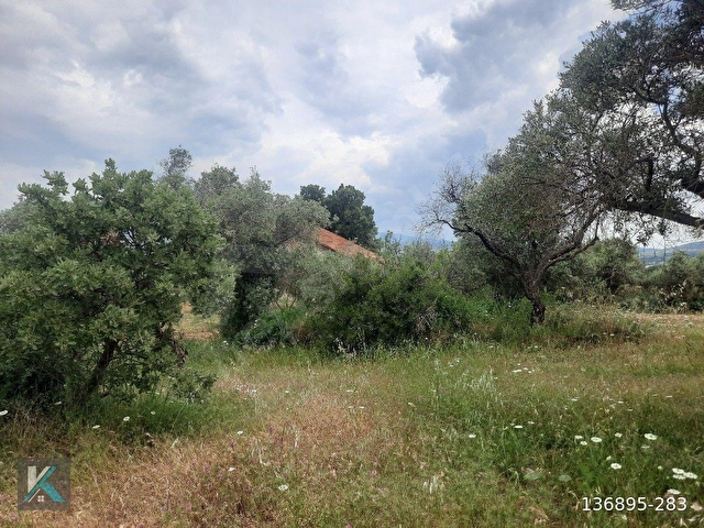Torbalı çapak ta 6097 metre kare satılık zeytinlik - Görsel 10
