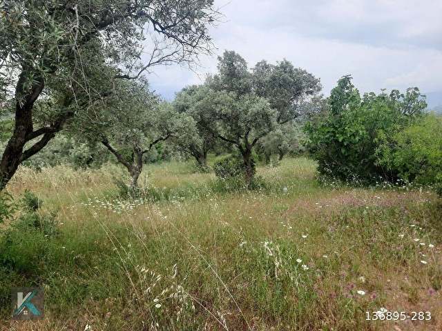 Torbalı çapak ta 6097 metre kare satılık zeytinlik - Görsel 11