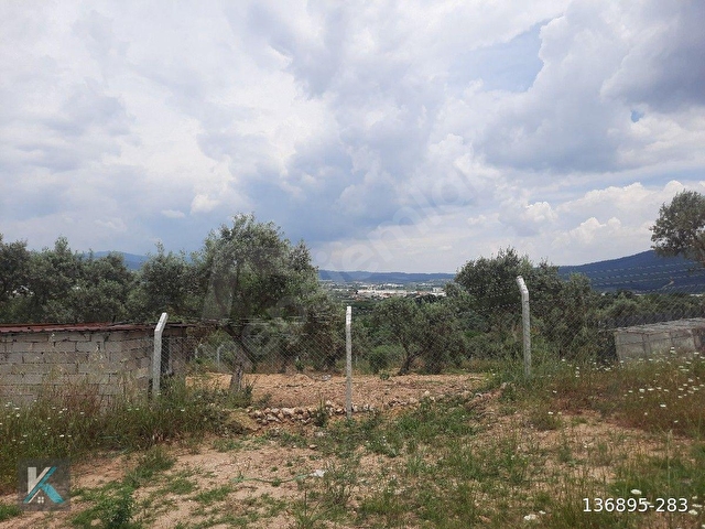 Torbalı çapak ta 6097 metre kare satılık zeytinlik - Görsel 19