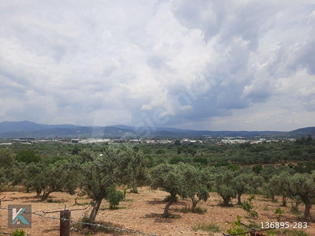 Torbalı çapak ta 6097 metre kare satılık zeytinlik - Görsel 24