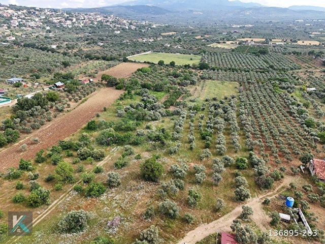Torbalı çapak ta 6097 metre kare satılık zeytinlik - Görsel 25