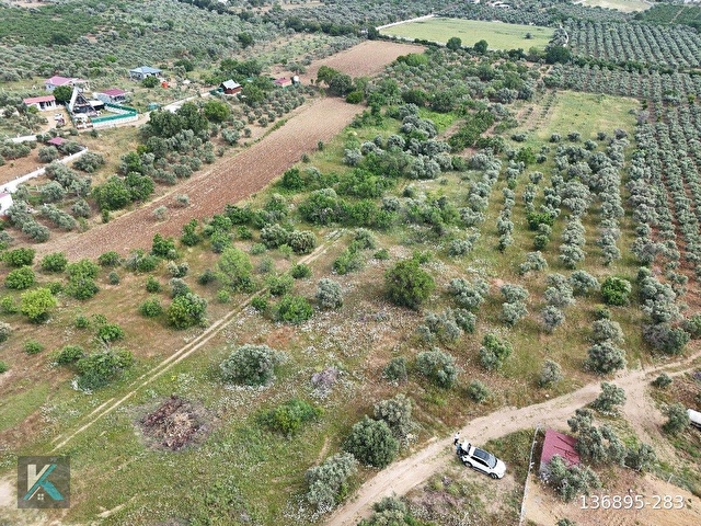 Torbalı çapak ta 6097 metre kare satılık zeytinlik - Görsel 26