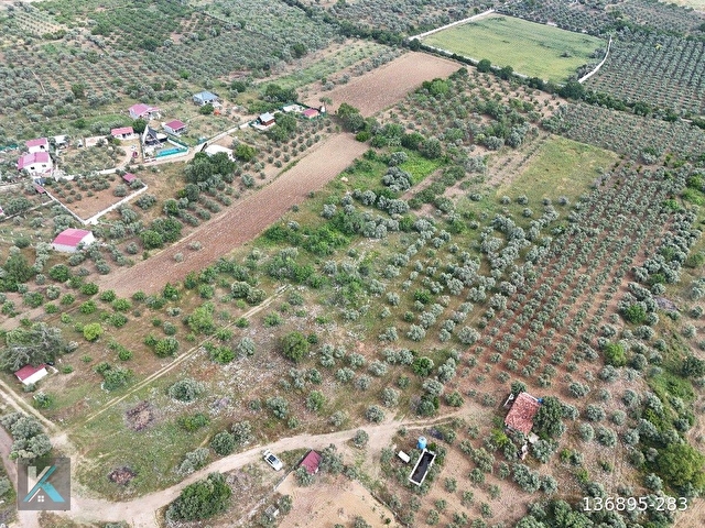 Torbalı çapak ta 6097 metre kare satılık zeytinlik - Görsel 27