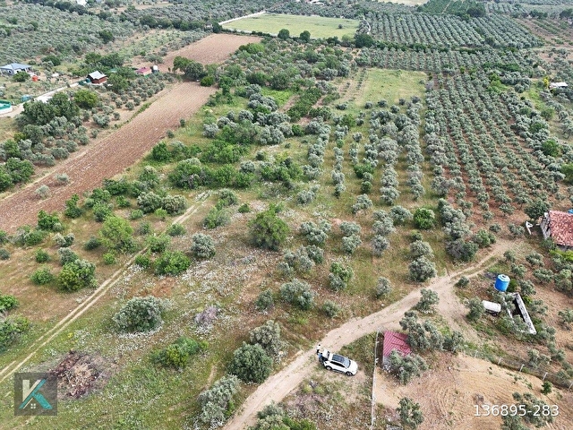 Torbalı çapak ta 6097 metre kare satılık zeytinlik - Görsel 28
