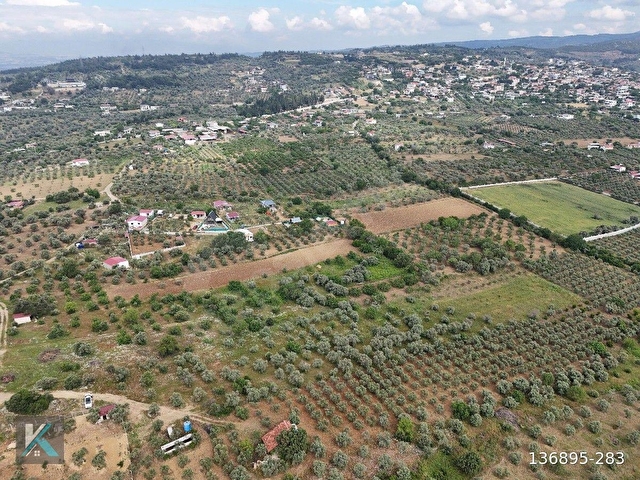 Torbalı çapak ta 6097 metre kare satılık zeytinlik - Görsel 29