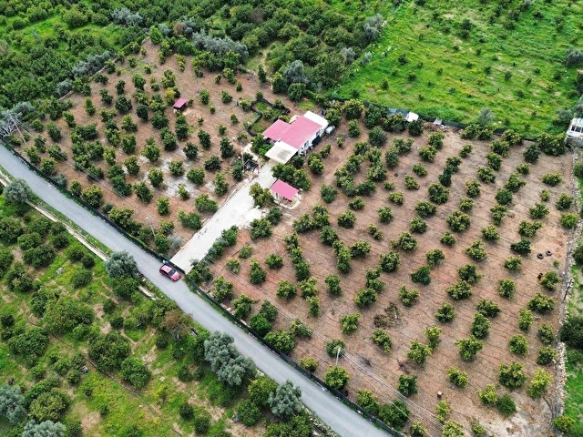 DAP QUALİTYDEN TÖMÜKTE İMARA YAKIN 7000m2 AVAKADO BAHÇESİ - Görsel 14