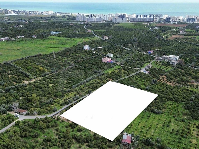 DAP QUALİTYDEN TÖMÜKTE İMARA YAKIN 7000m2 AVAKADO BAHÇESİ