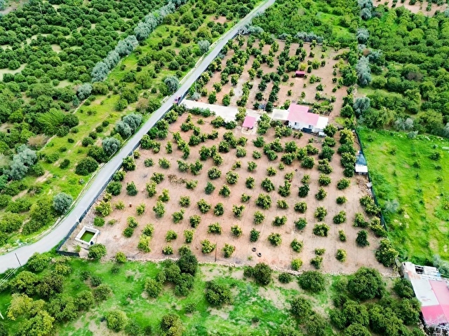 DAP QUALİTYDEN TÖMÜKTE İMARA YAKIN 7000m2 AVAKADO BAHÇESİ - Görsel 11