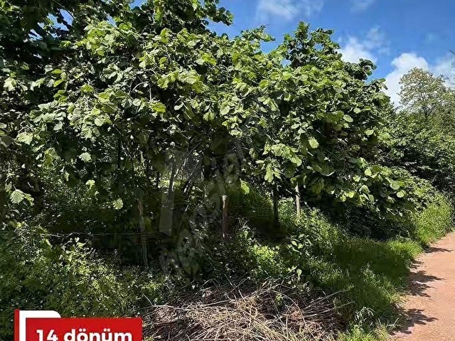 KARAKOCA MAHALLESİ / ULUBEY SATILIK 14 DÖNÜM FINDIK BAHÇESİ
