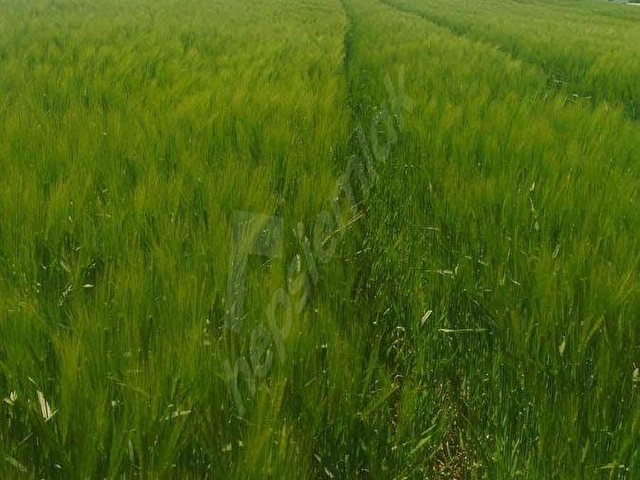 tekirdağ ergene mah misininli harika konumda imarlı arsa - Görsel 4