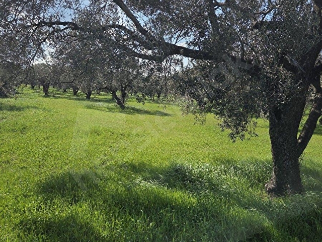 HOBİ BAHÇESİNE UYGUN SÜLEYMANLIDA 3.313m² ZEYTİNLİK - Görsel 8