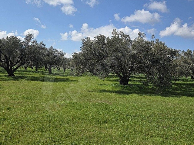 HOBİ BAHÇESİNE UYGUN SÜLEYMANLIDA 3.313m² ZEYTİNLİK - Görsel 9
