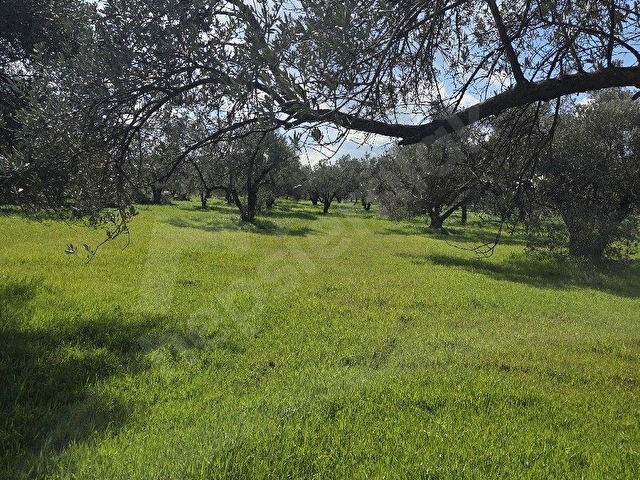 HOBİ BAHÇESİNE UYGUN SÜLEYMANLIDA 3.313m² ZEYTİNLİK - Görsel 10