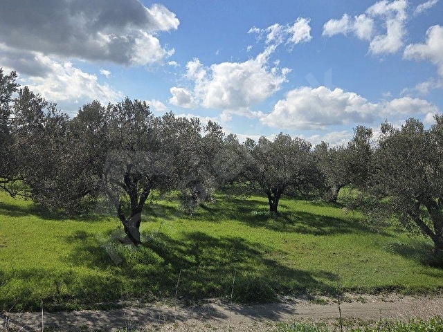 HOBİ BAHÇESİNE UYGUN SÜLEYMANLIDA 3.313m² ZEYTİNLİK - Görsel 20