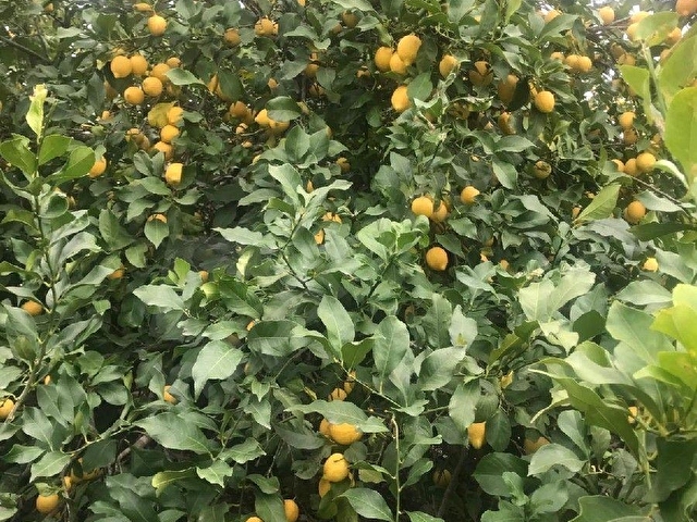 ANTALYA-AKSU-KURŞUNLU MAH SATILIK MEYVE BAHÇESİ - Görsel 13