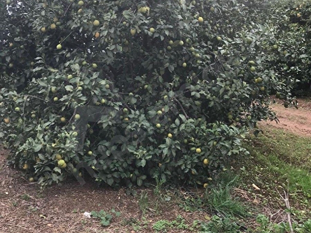 ANTALYA-AKSU-KURŞUNLU MAH SATILIK MEYVE BAHÇESİ - Görsel 14