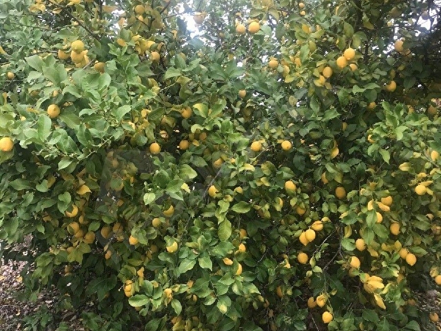 ANTALYA-AKSU-KURŞUNLU MAH SATILIK MEYVE BAHÇESİ - Görsel 22