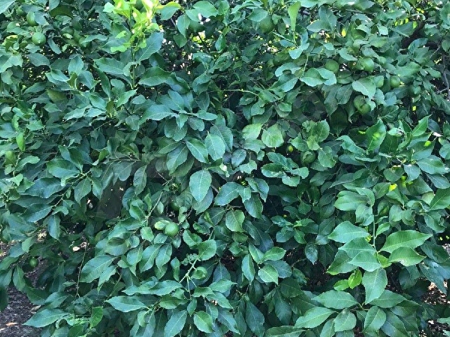 ANTALYA-AKSU-KURŞUNLU MAH SATILIK MEYVE BAHÇESİ - Görsel 30