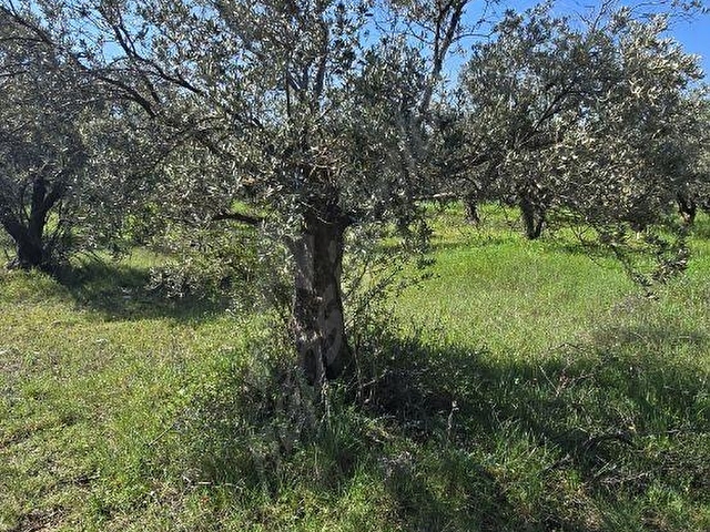 AYVERDİ EMLAK TAN İMARA YAKIN HESAPLI ZEYTİNLİ TARLA - Görsel 13