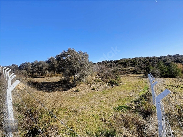 MENDERES GÖLOVADA 5.944 m2 ZEYTİNLİK VE BAHÇE