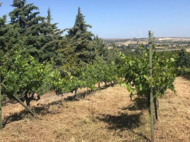 KIRKLARELİ PINARHİSAR KAYNARCADA YOLA CEPHELİ BAKIMLI TARLA - Görsel 17