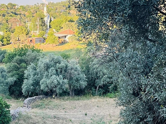 Milas Balcılarda Satılık Arsa