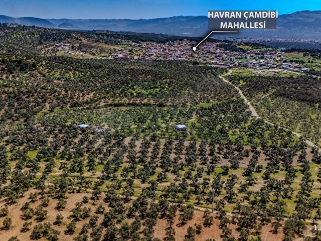 HAVRAN ÇAMDİBİNDE YOLA CEPHELİ ÇEVRİLİ ~200 AĞAÇLI ZEYTİNLİK - Görsel 3