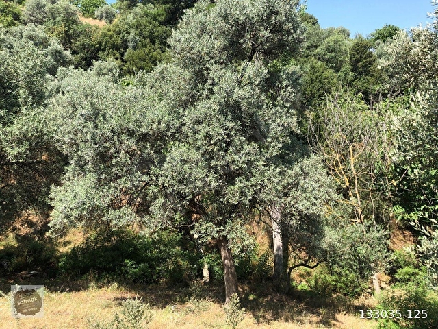 İzmir Bayındır satılık arsa - Görsel 5