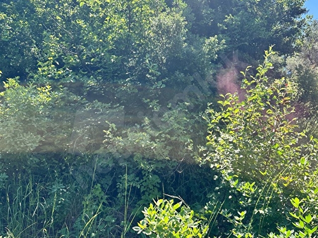 Yukarı Kızılcada Sahibinden Tek Tapu 2887 m2 Zeytinlik - Görsel 7