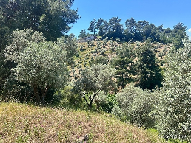 Yukarı Kızılcada Sahibinden Tek Tapu 2887 m2 Zeytinlik
