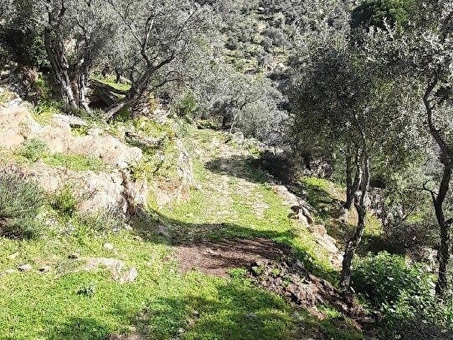 Muğla Milas Çomakdağda 1.879 m2 Kaçmaz Fiyat Zeytinlik ! - Görsel 5