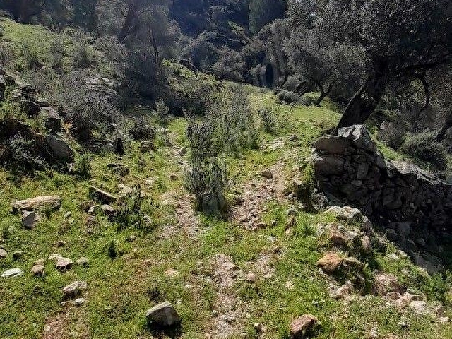 Muğla Milas Çomakdağda 1.879 m2 Kaçmaz Fiyat Zeytinlik ! - Görsel 13